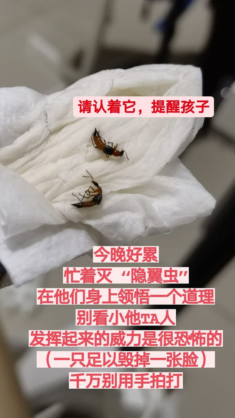 新闻 大马女子警告不要拍打隐翅虫 有小孩的主意千万别碰 一碰到就会皮肤溃烂 Knewbii