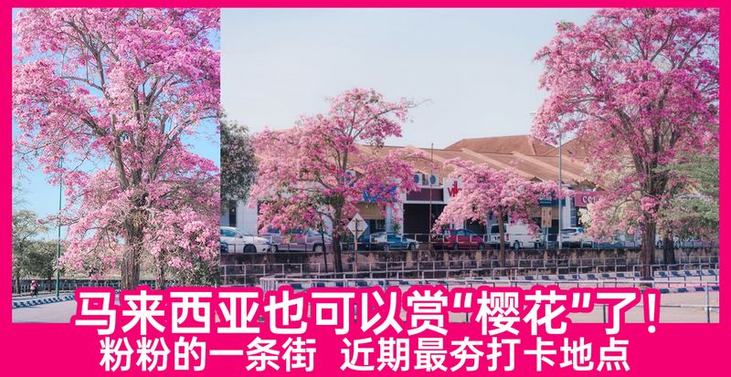 旅游 马来西亚也可以赏 樱花 了 粉粉的一条街 打卡地点 Knewbii