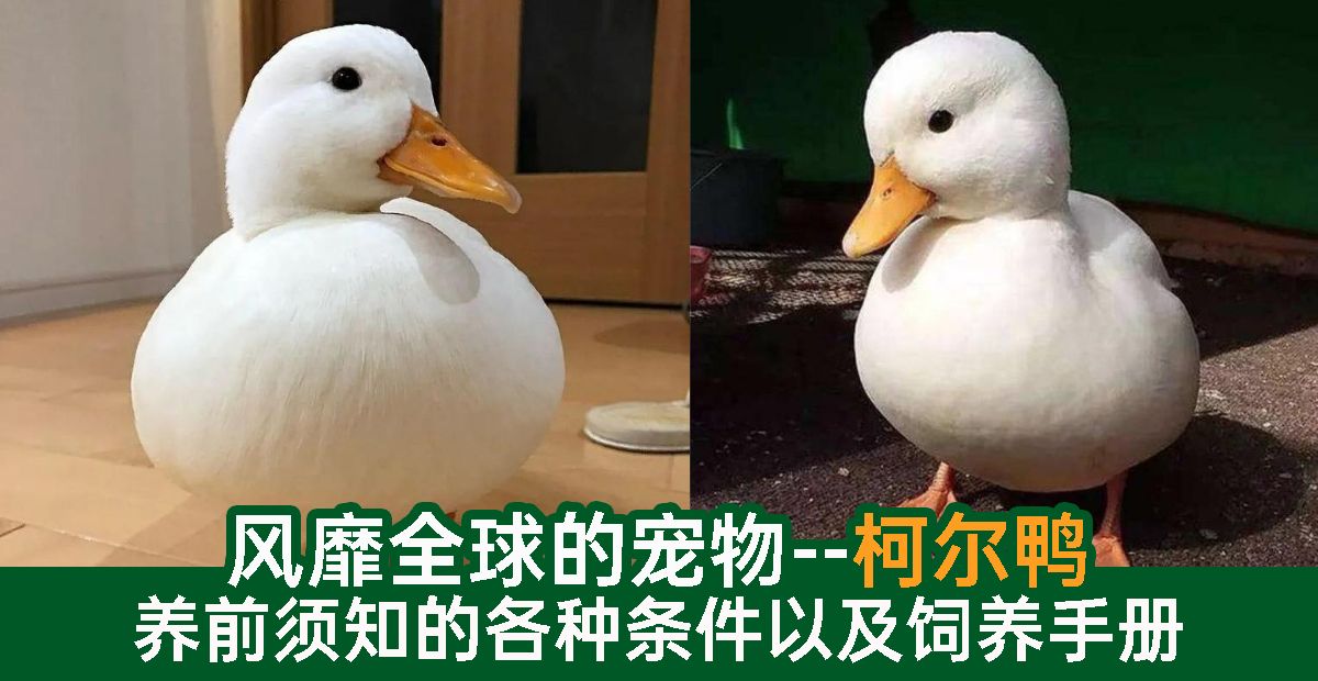 资讯 风靡全球的宠物鸭 柯尔鸭 养前须知的各种条件以及饲养手册 Knewbii