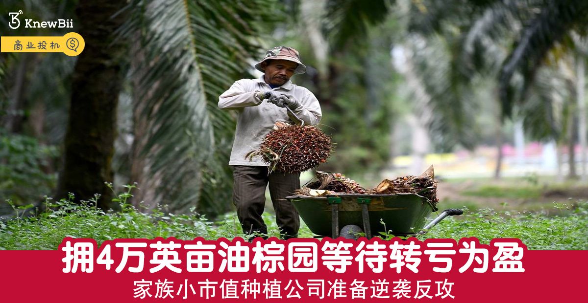 新闻 拥4万英亩油棕园等待转亏为盈家族小市值种植公司准备逆袭反攻 Knewbii